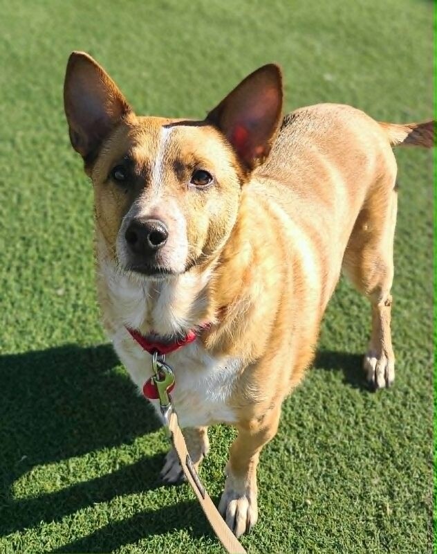 Picture of the Animal Listed